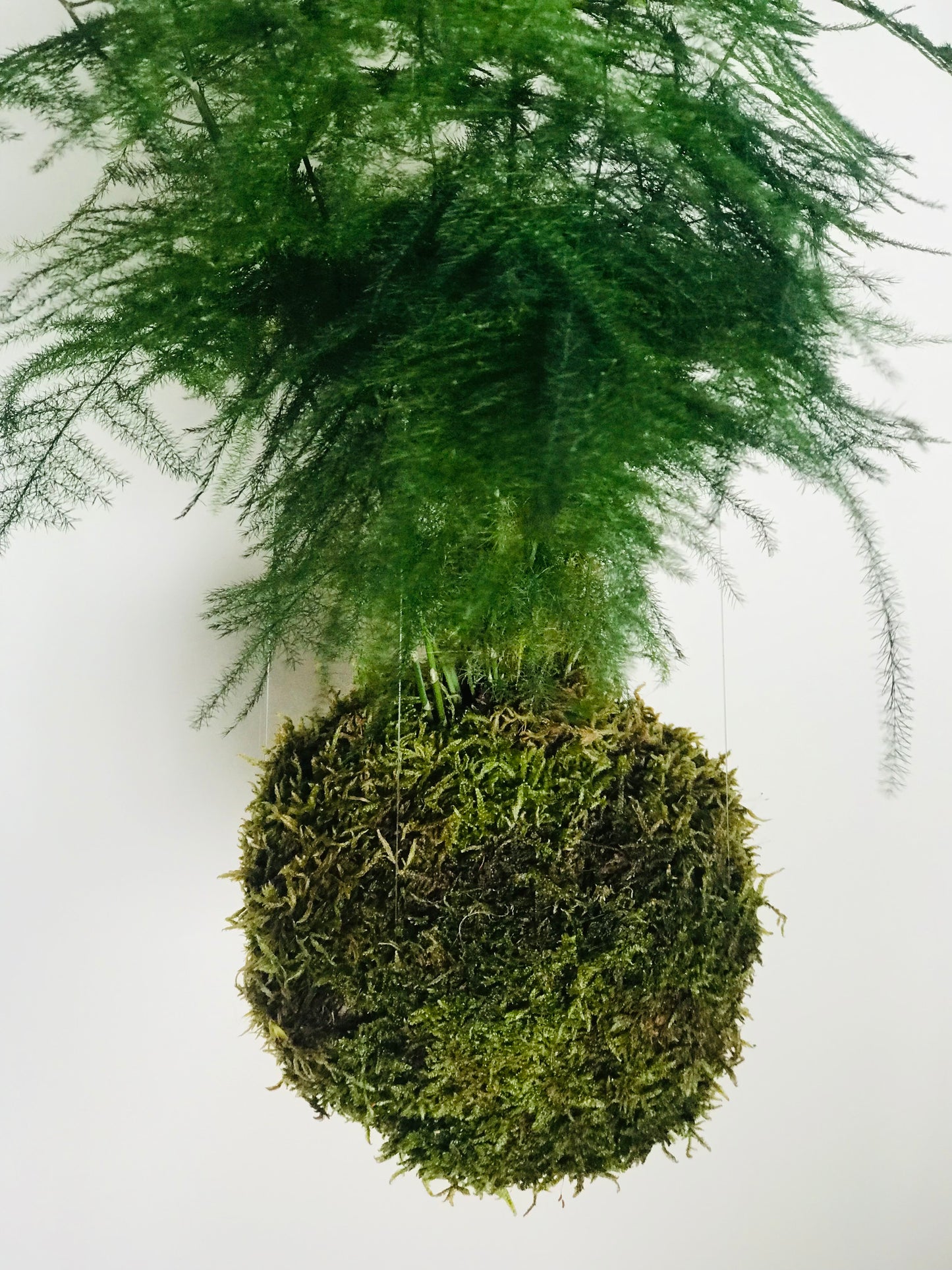 Kokedama Asparagus - Art vegetal japonais