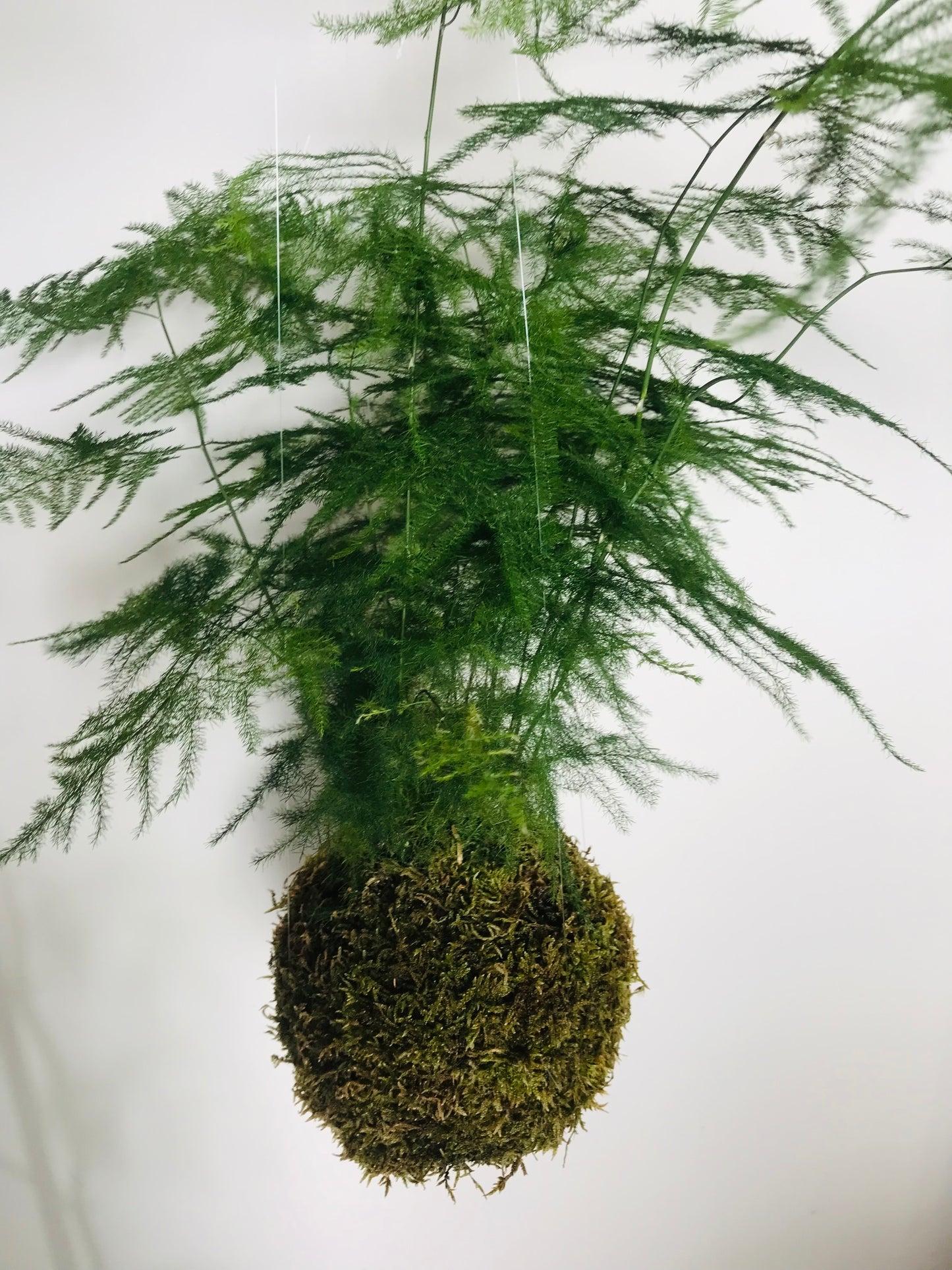 Kokedama Asparagus - Art vegetal japonais