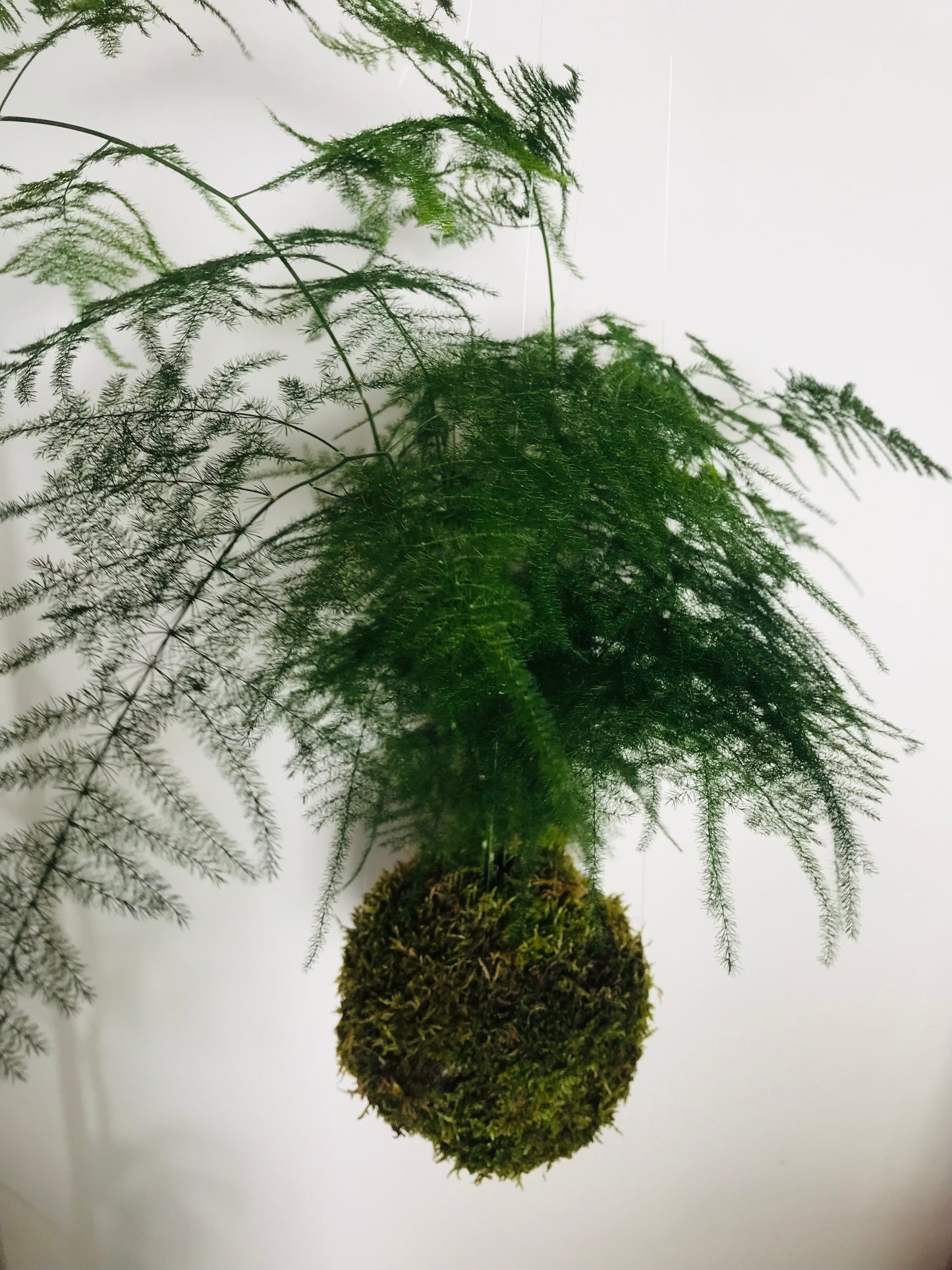 Kokedama Asparagus - Art vegetal japonais