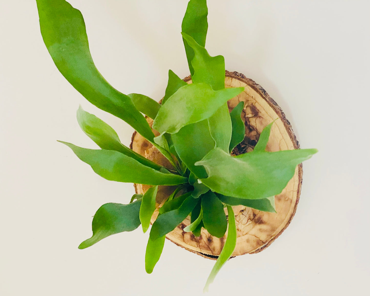 Tableau Vegetal