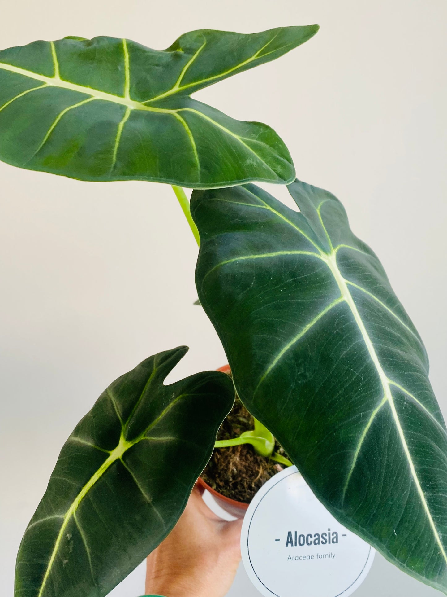 Alocasia Frydek 45cm