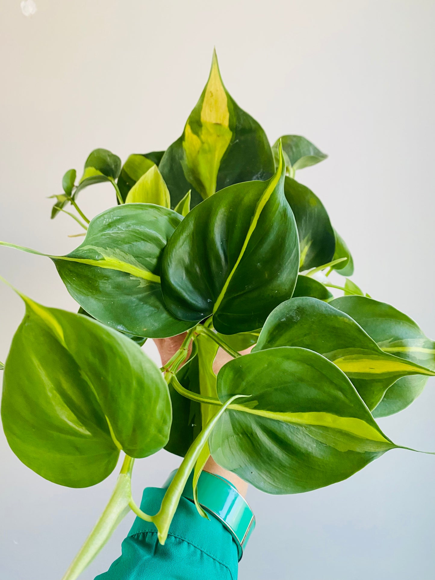 Philodendron scandens 'Brasil'