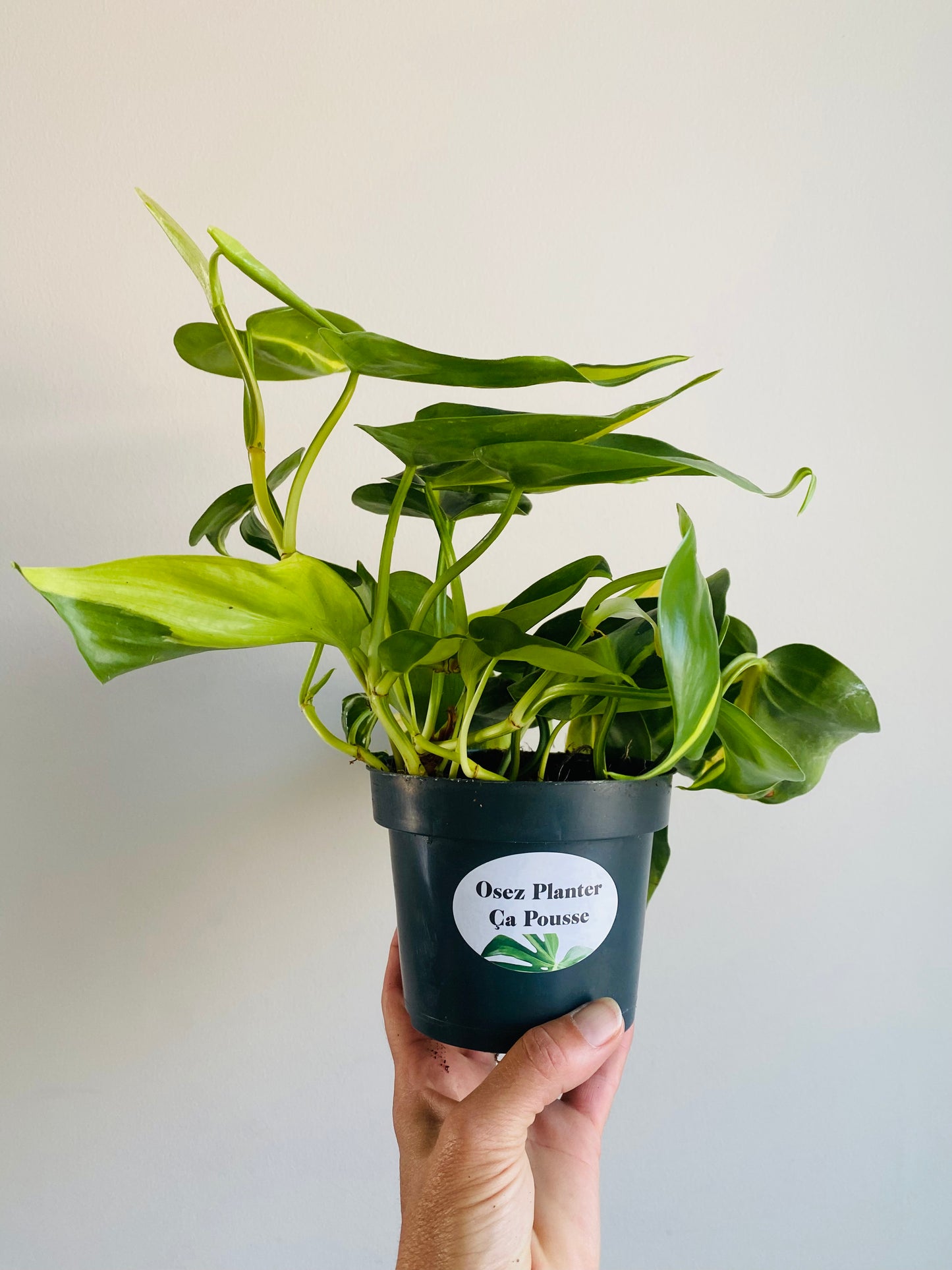 Philodendron scandens 'Brasil'