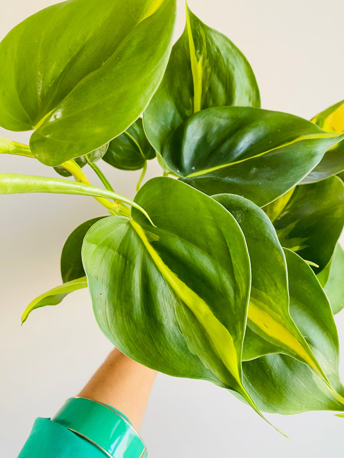Philodendron scandens 'Brasil'