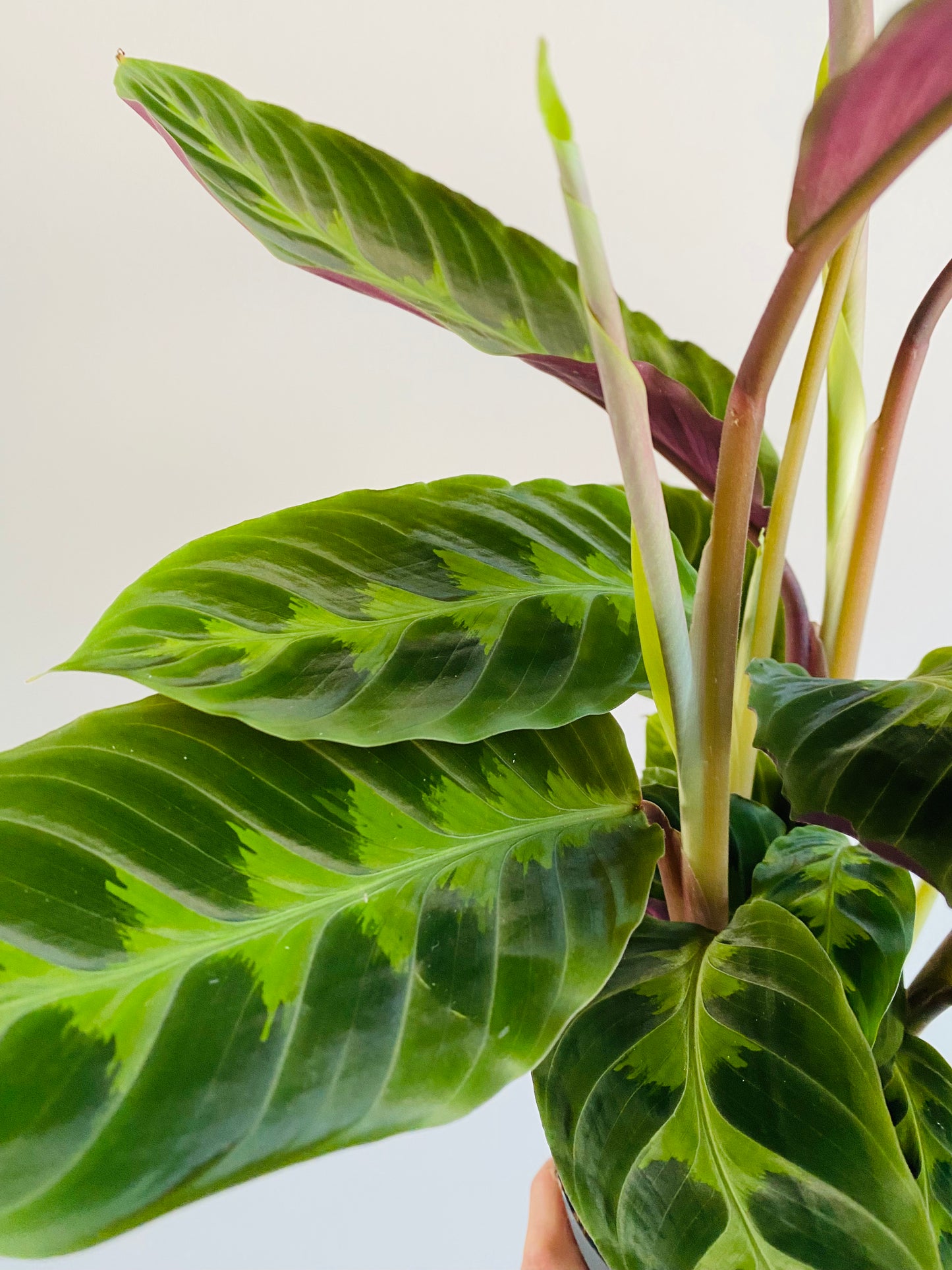 Calathea Warscewiczii 60cm