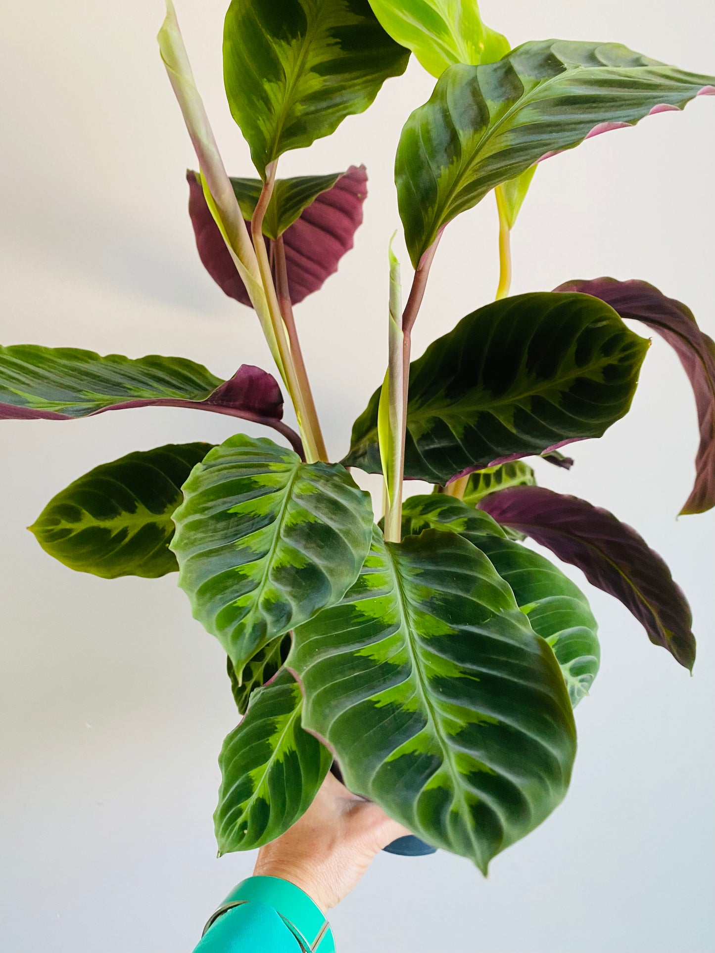 Calathea Warscewiczii 60cm