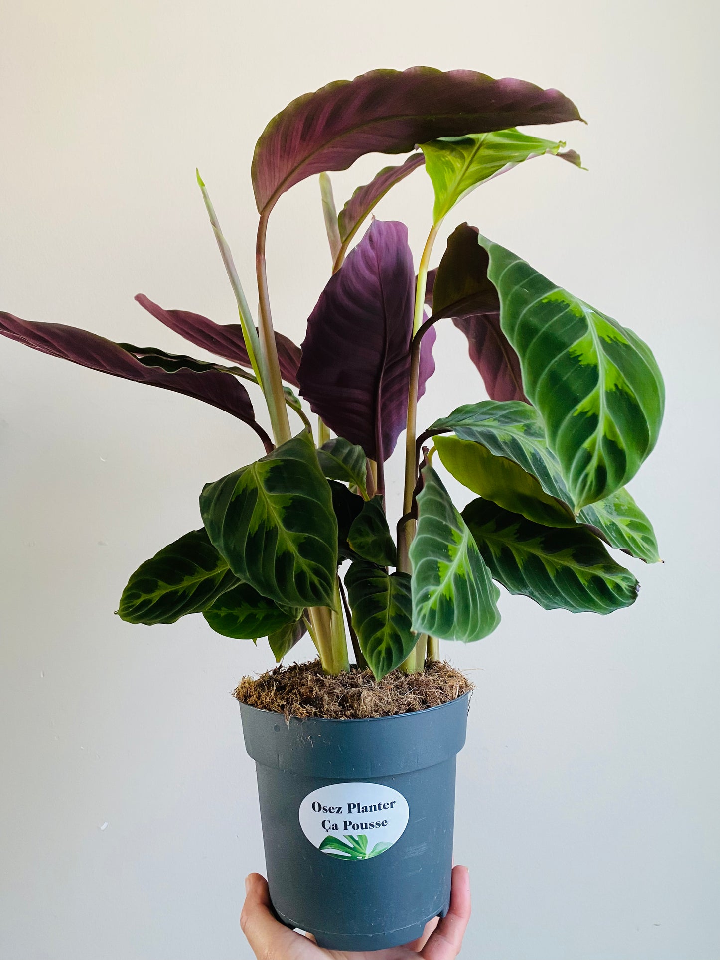 Calathea Warscewiczii 60cm