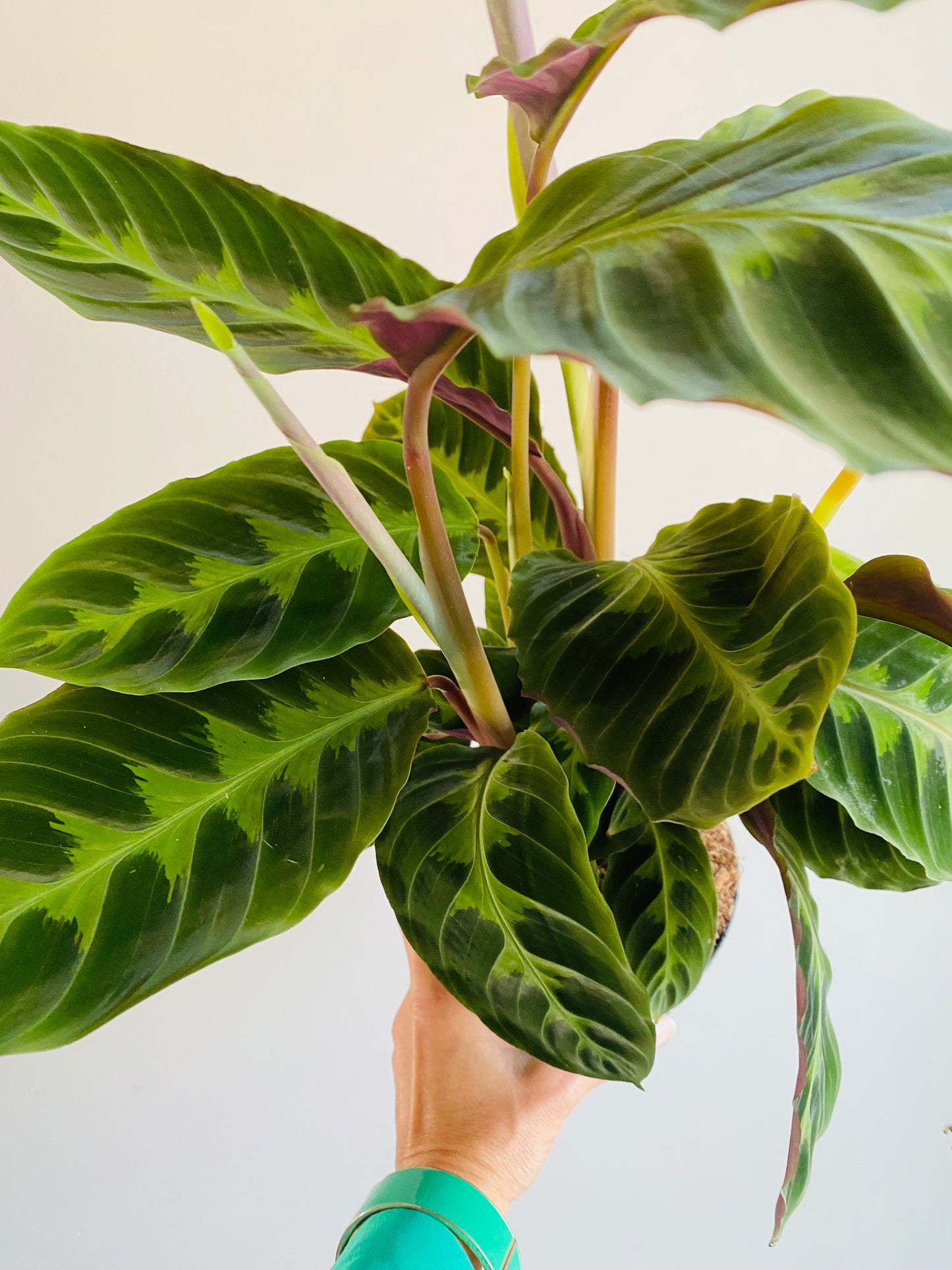 Calathea Warscewiczii 60cm