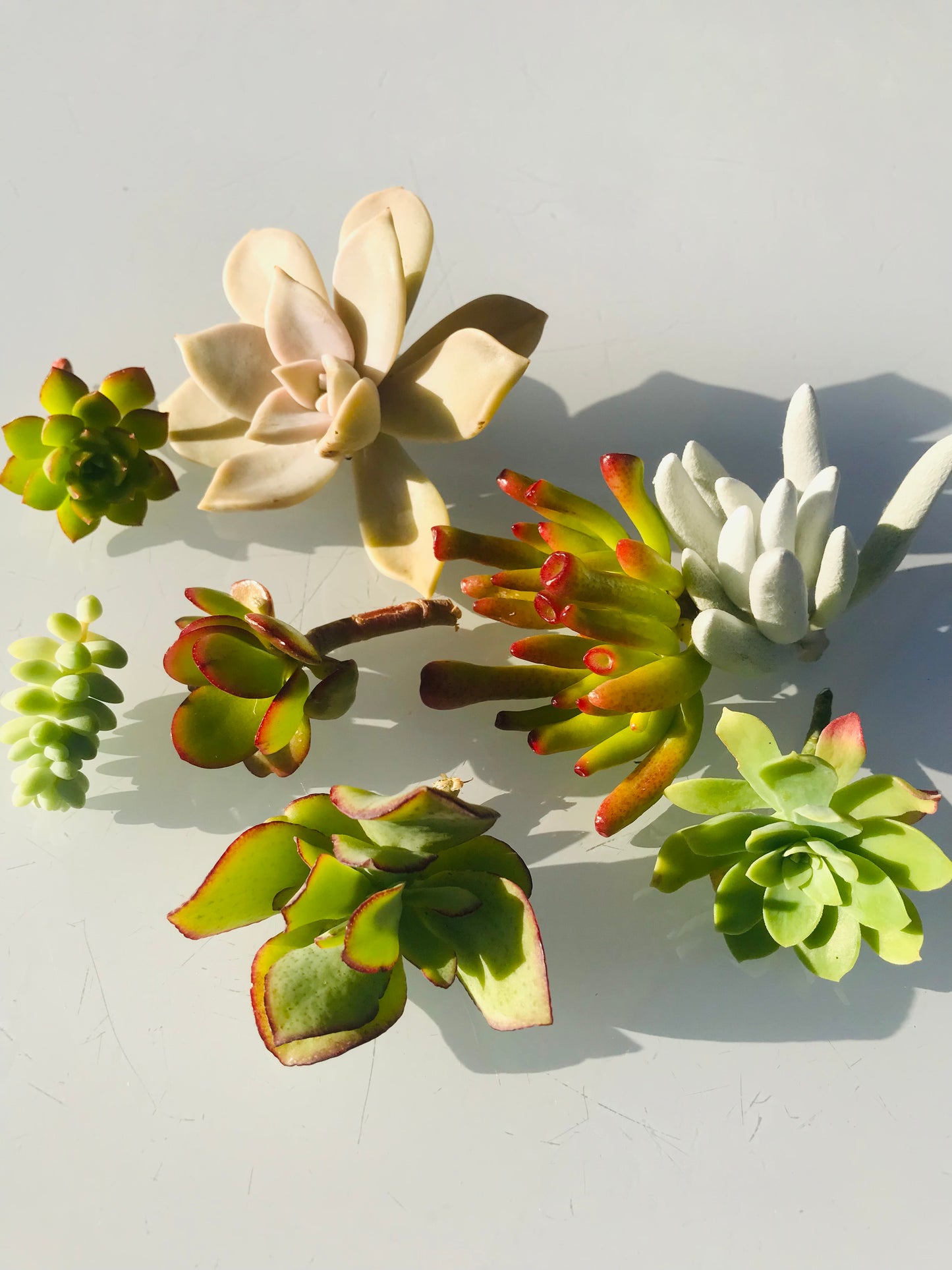 Box DIY 8 Boutures de Succulentes Plantes Grasses