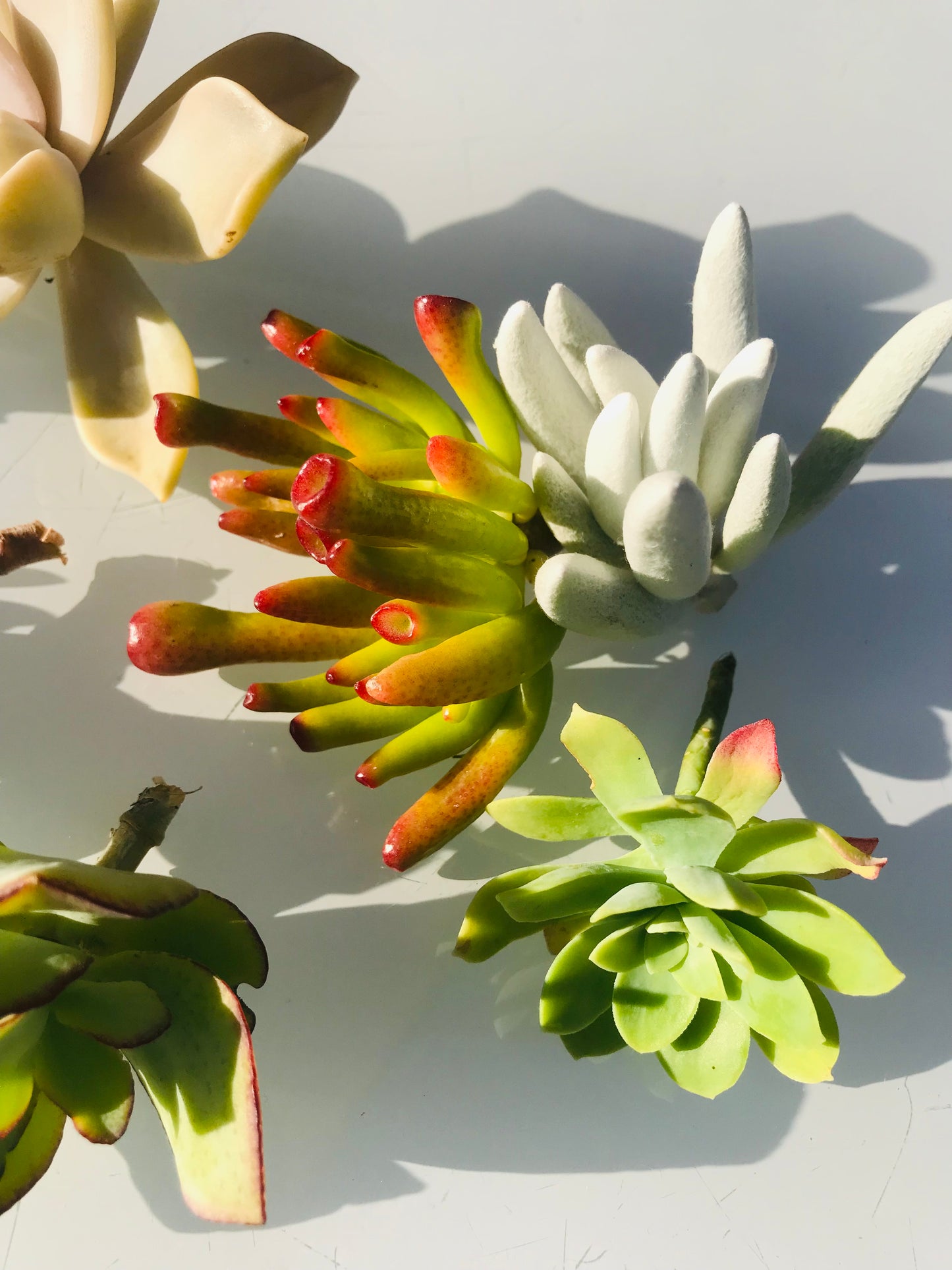 Box DIY 8 Boutures de Succulentes Plantes Grasses