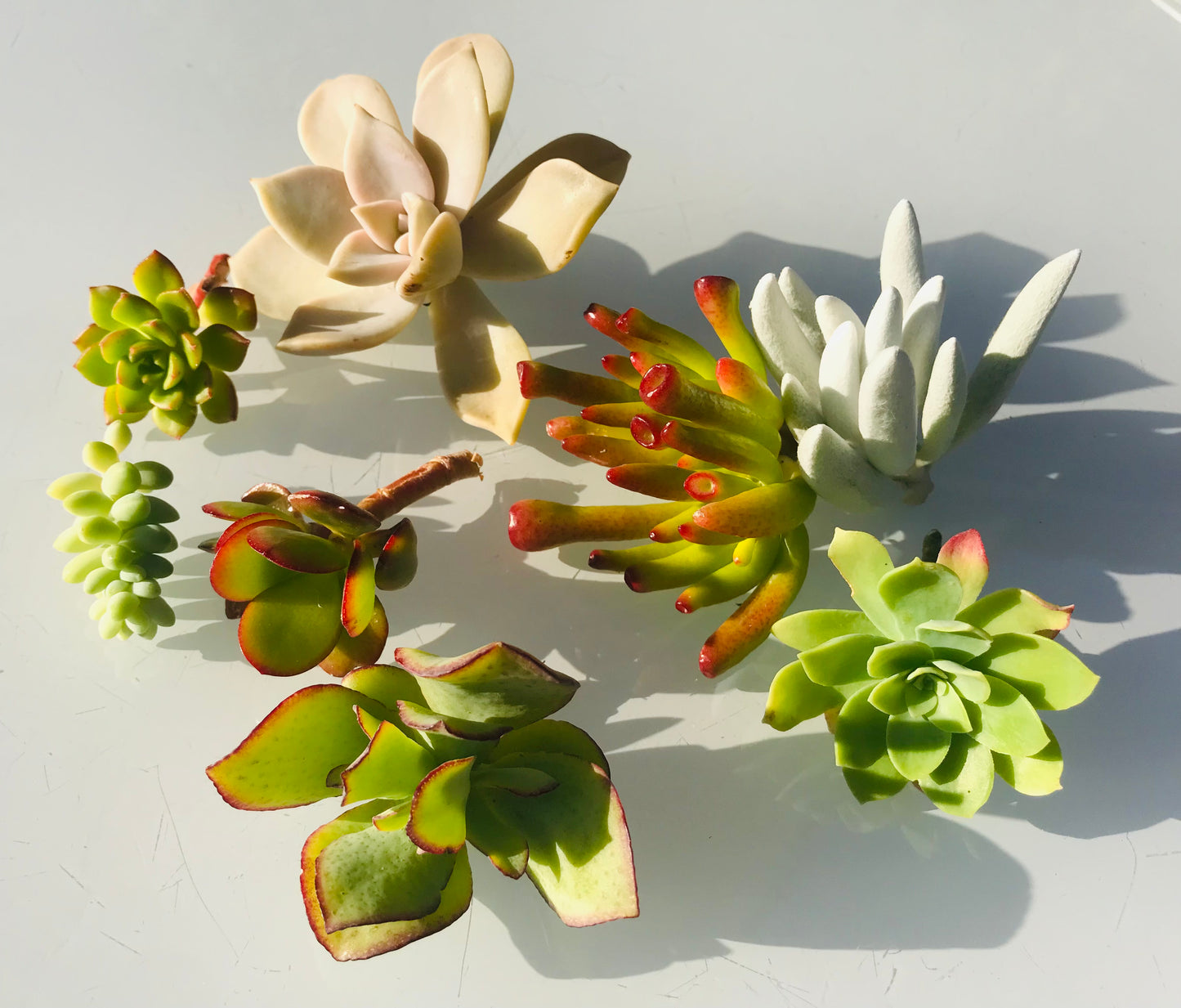 Box DIY 8 Boutures de Succulentes Plantes Grasses