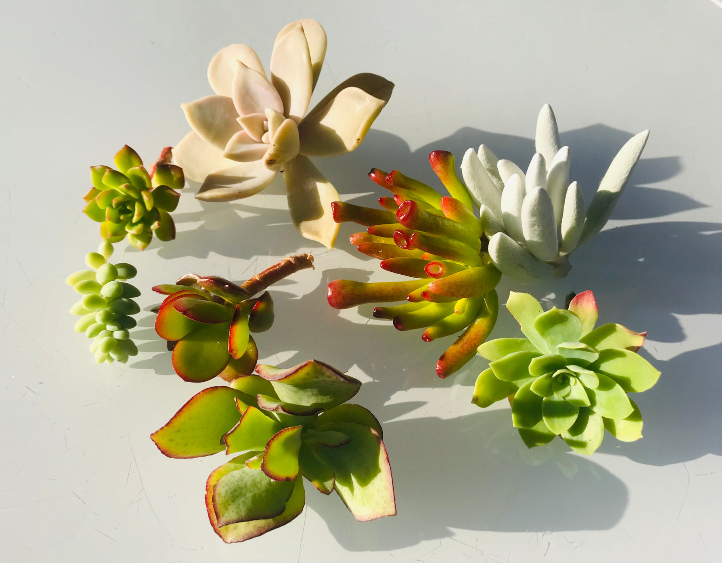 Box DIY 8 Boutures de Succulentes Plantes Grasses