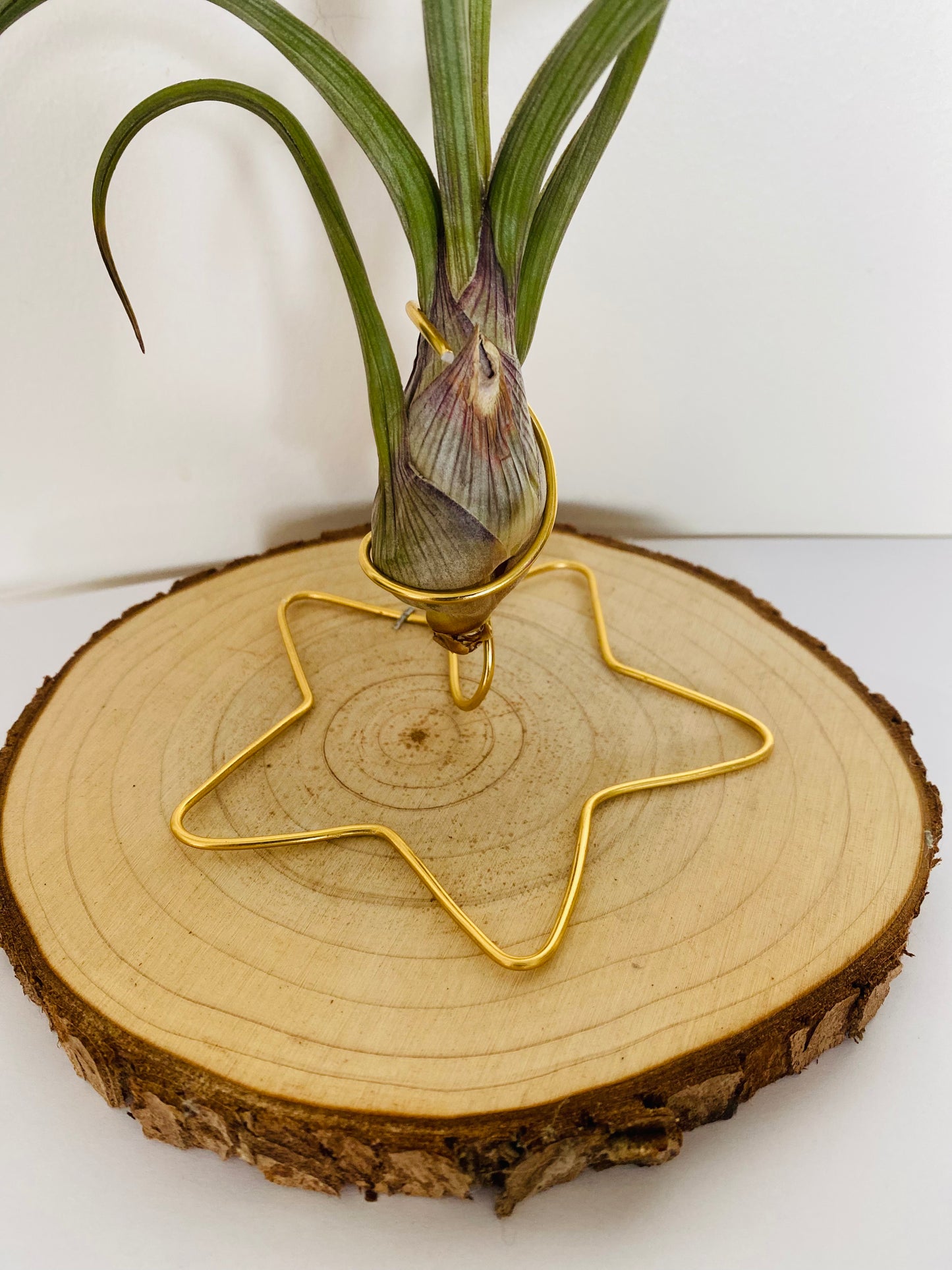 Tillandsia fille de l'air sur rond de bois etoile - bulbosa