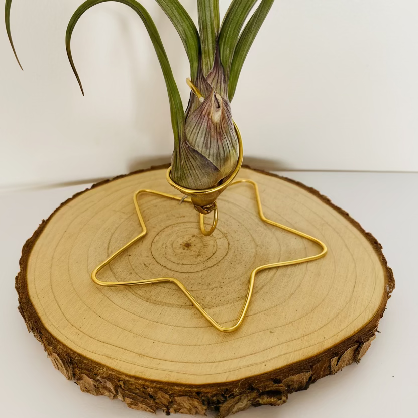 Tillandsia bulbosa sur bois étoile en situation, art végétal fait main Lyon