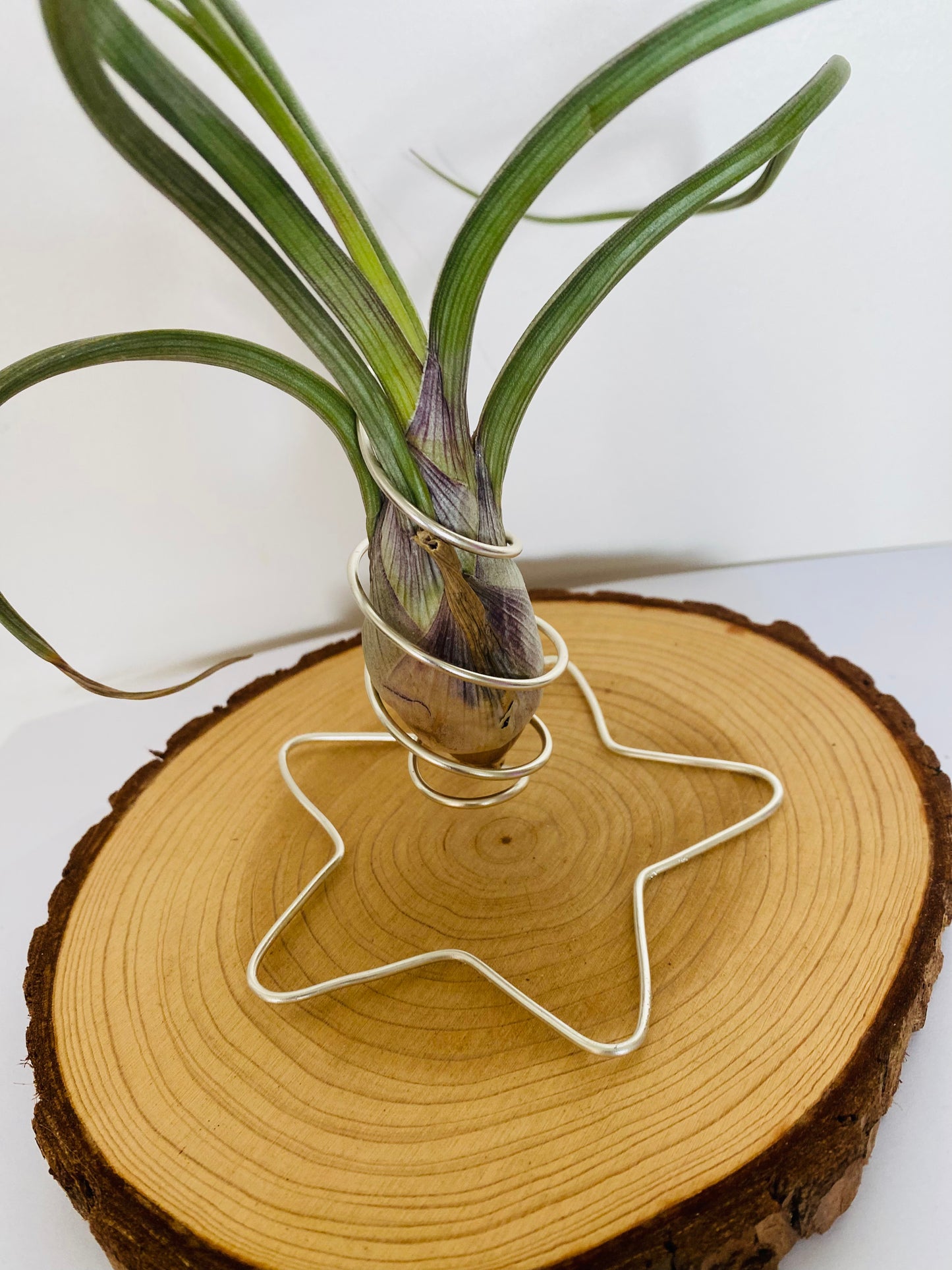 Tillandsia fille de l'air sur rond de bois etoile - bulbosa