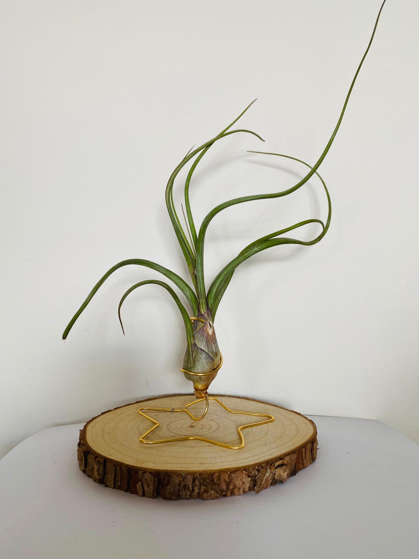 Tillandsia fille de l'air sur rond de bois etoile - bulbosa