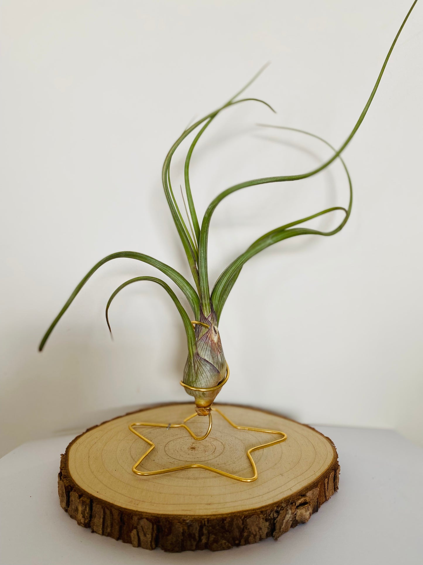 Tillandsia fille de l'air sur rond de bois etoile - bulbosa