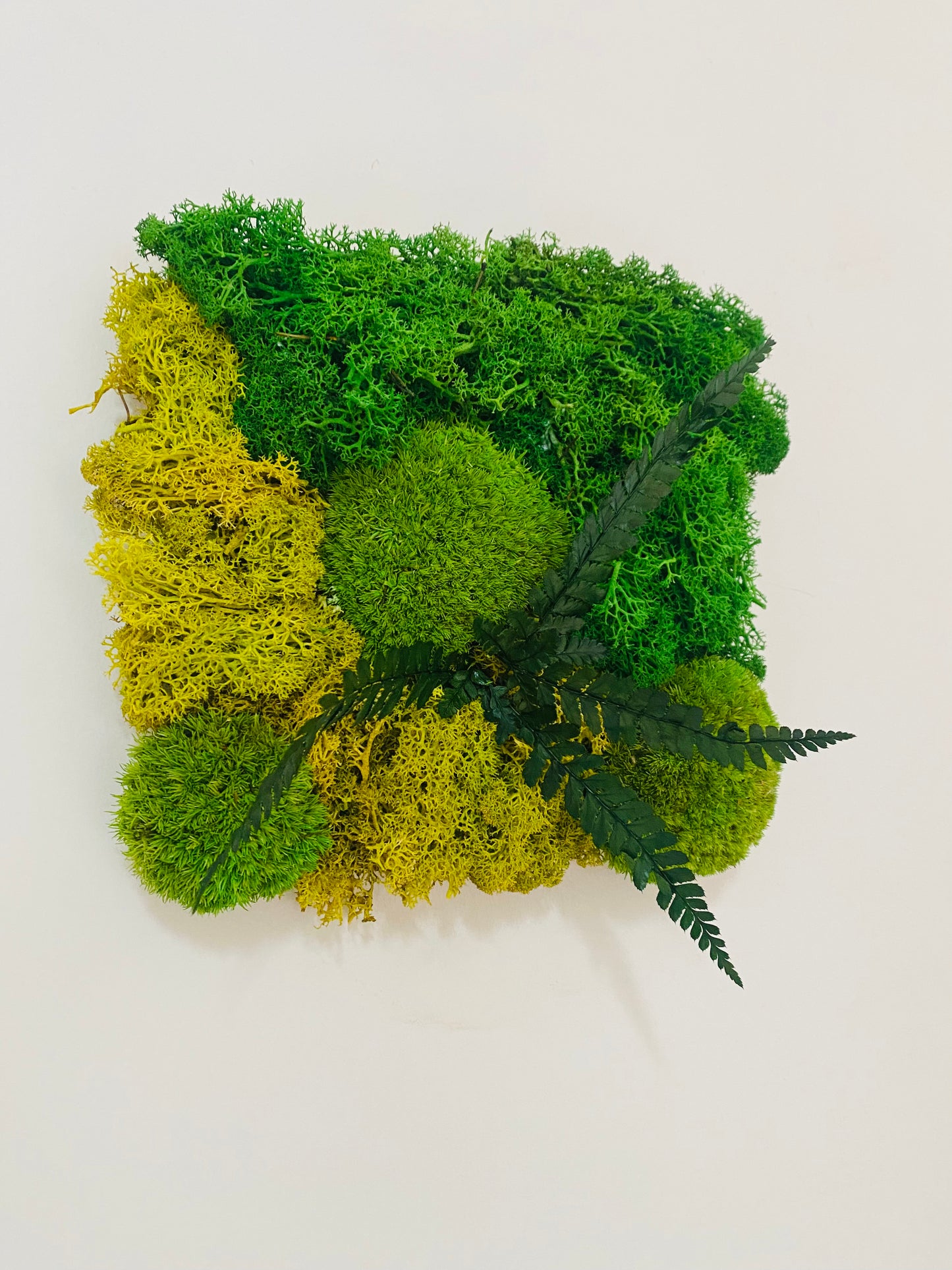 Tableau Vegetal Plantes Stabilisees Fougere Lime Green