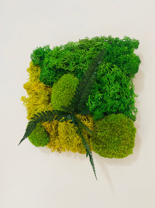 Tableau Vegetal Plantes Stabilisees Fougere Lime Green