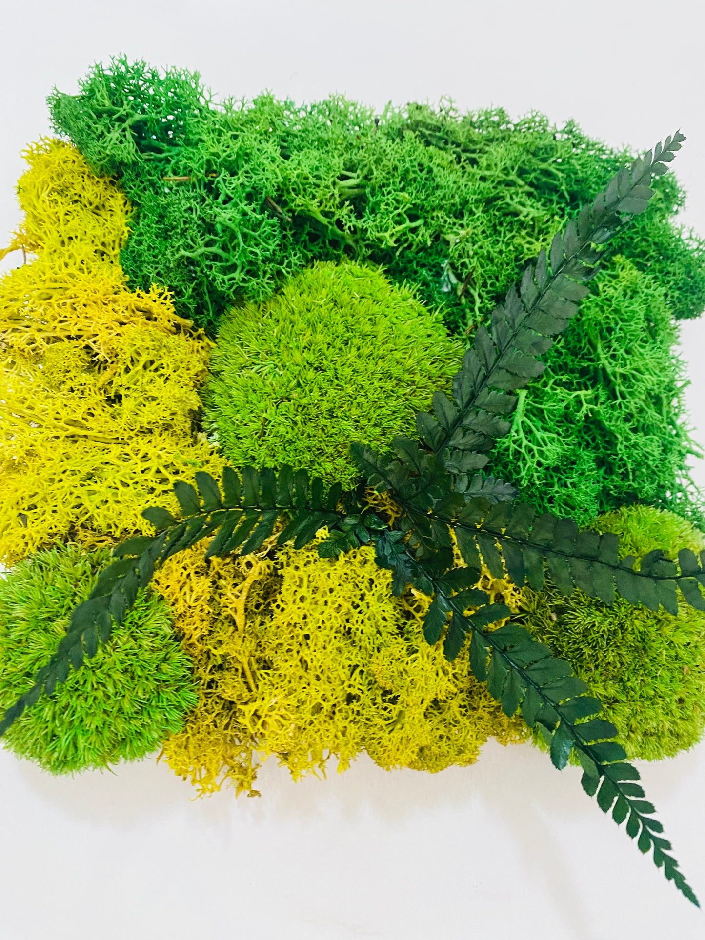 Tableau Vegetal Plantes Stabilisees Fougere Lime Green
