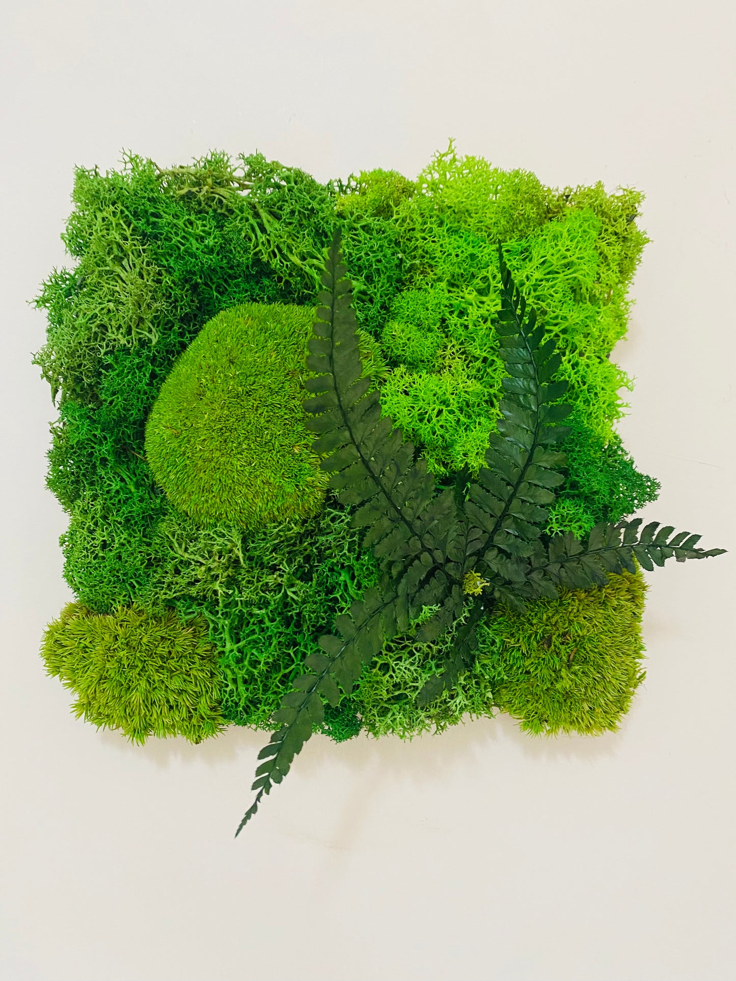 Tableau Vegetal Plantes Stabilisees Fougere