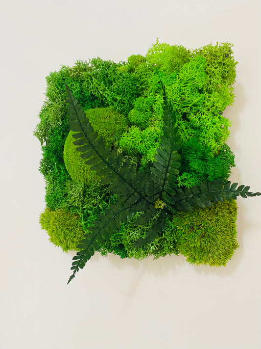 Tableau Vegetal Plantes Stabilisees Fougere