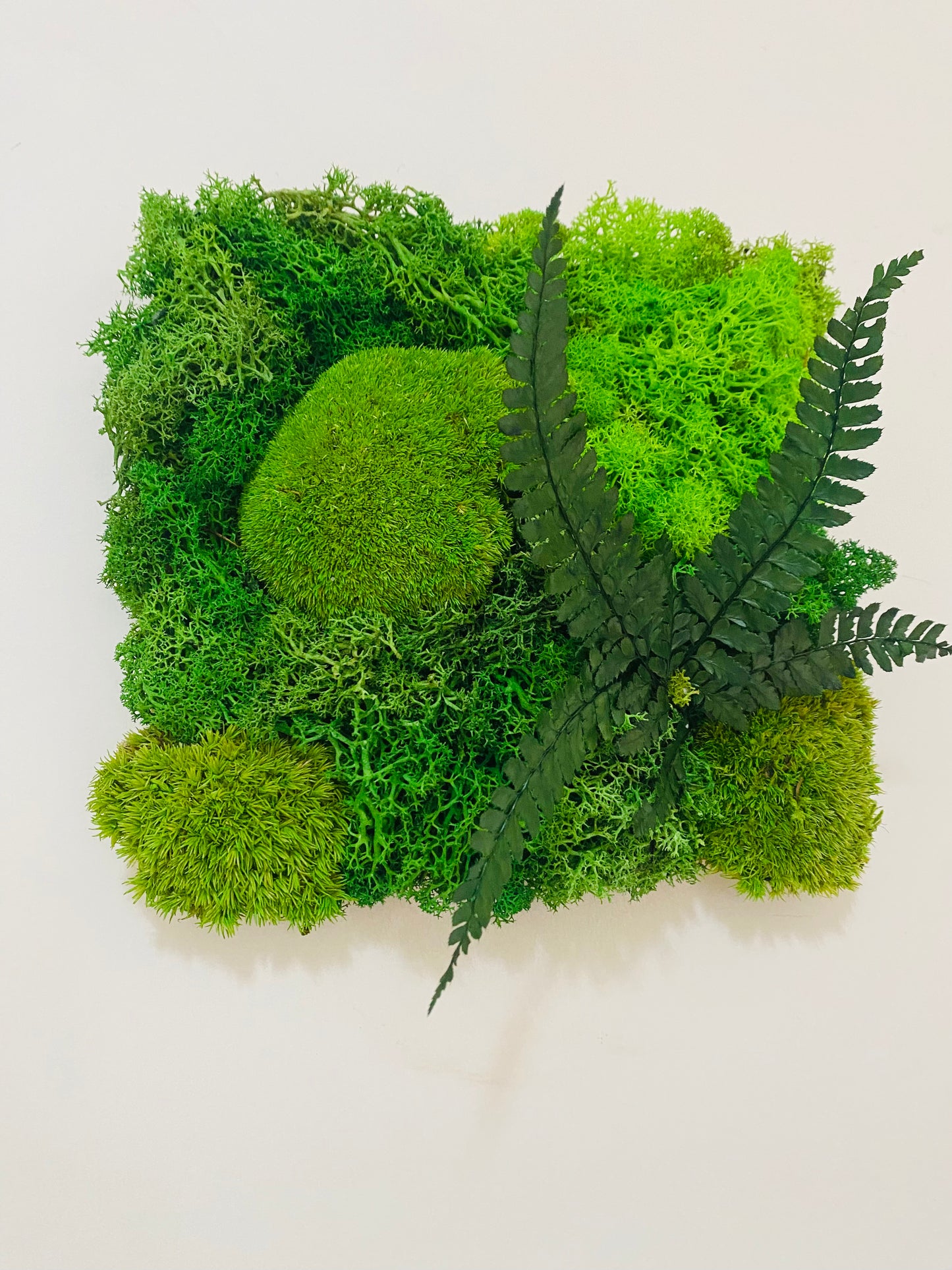 Tableau Vegetal Plantes Stabilisees Fougere