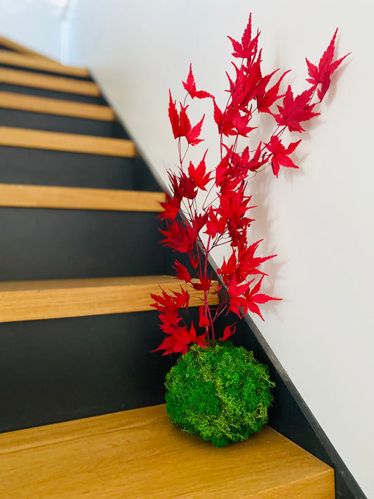 Kokedama Erable du Japon Eternel Stabilise
