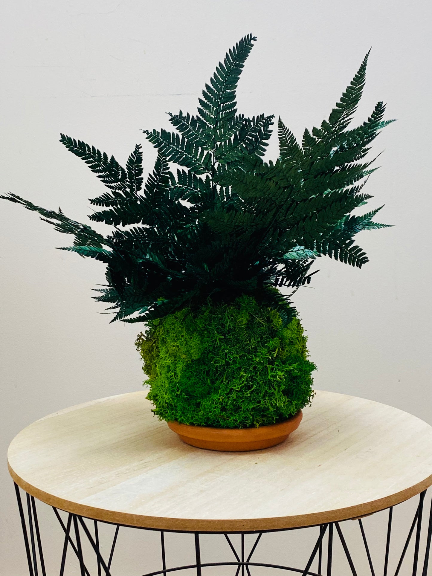 Kokedama Eternel Fougere Stabilisee