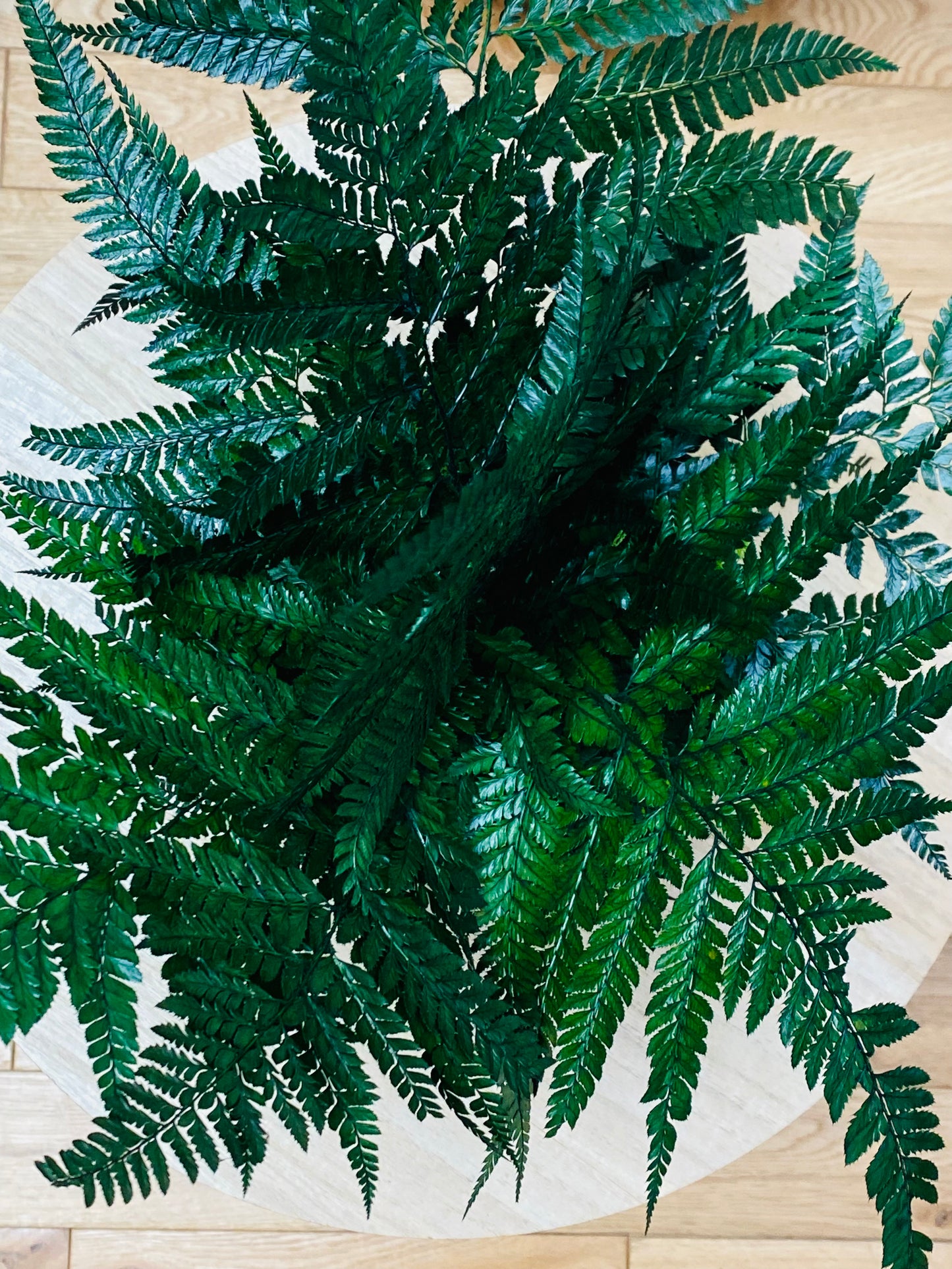 Kokedama Eternel Fougere Stabilisee