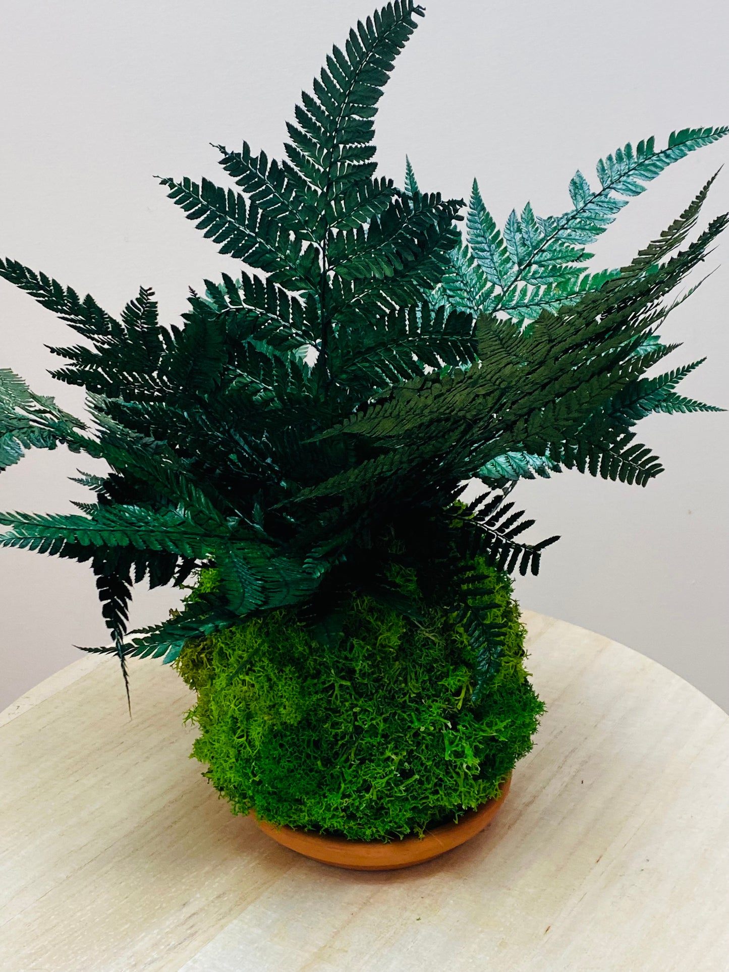 Kokedama Eternel Fougere Stabilisee