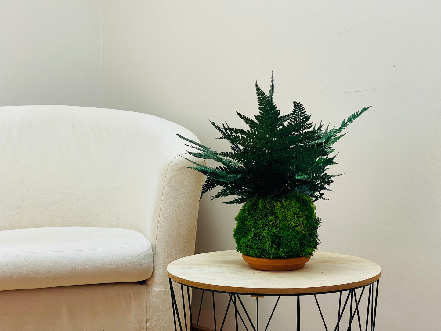 Kokedama Eternel Fougere Stabilisee