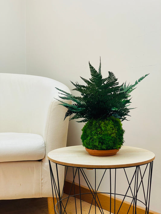 Kokedama Eternel Fougere Stabilisee