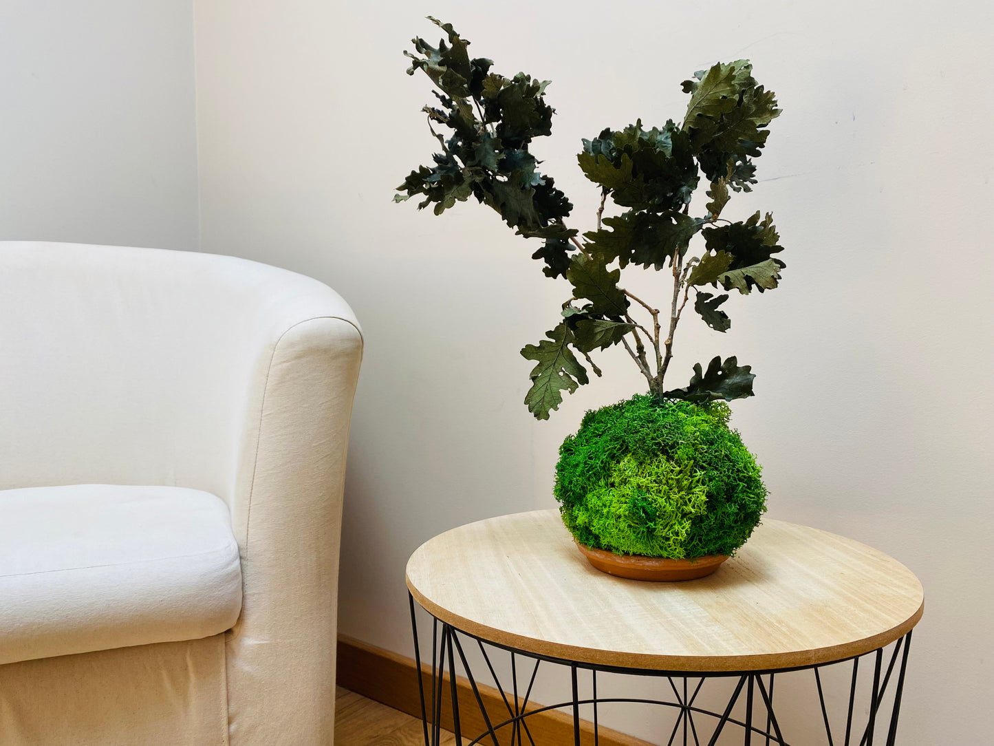 Kokedama Eternel Chêne Stabilise