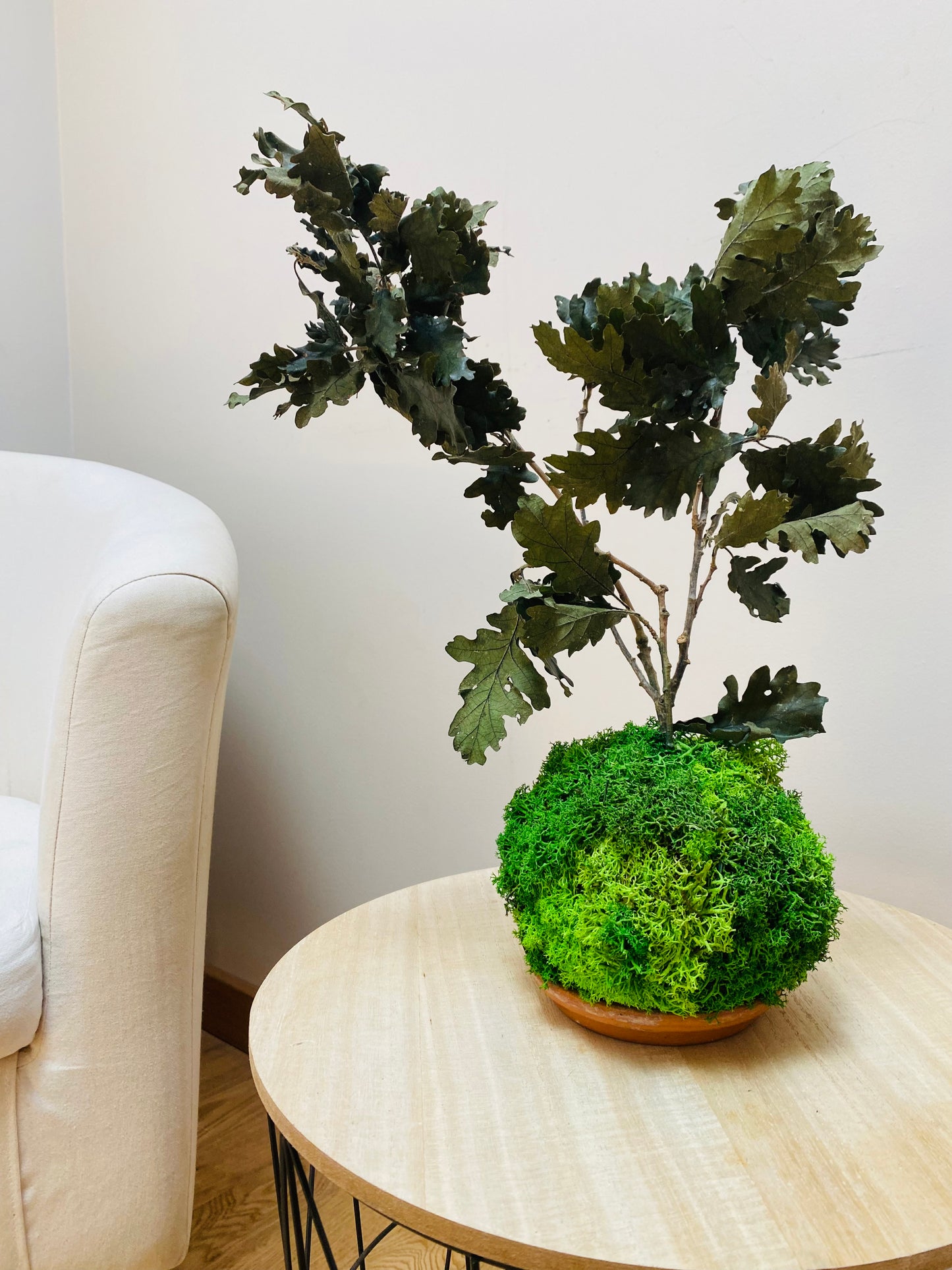 Kokedama Eternel Chêne Stabilise