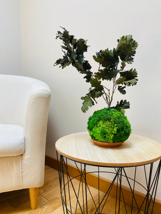 Kokedama Eternel Chêne Stabilise