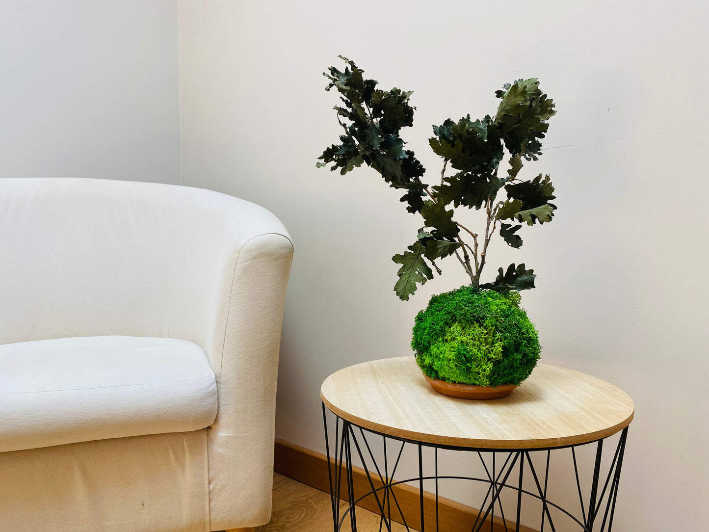 Kokedama Eternel Chêne Stabilise