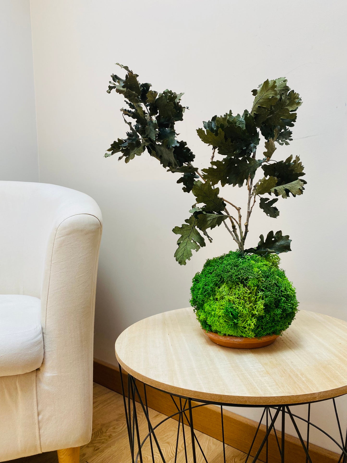 Kokedama Eternel Chêne Stabilise