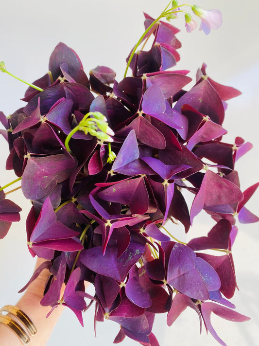 Oxalis violet