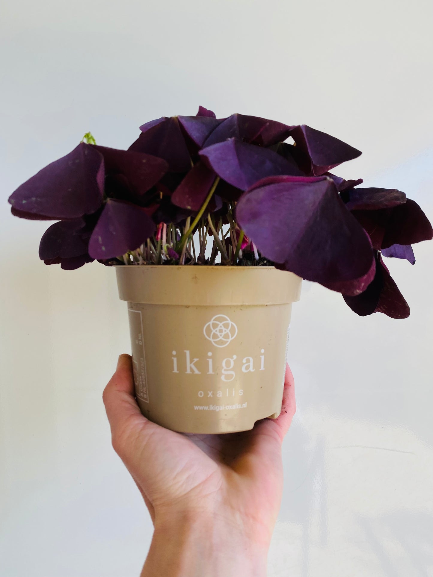 Oxalis violet
