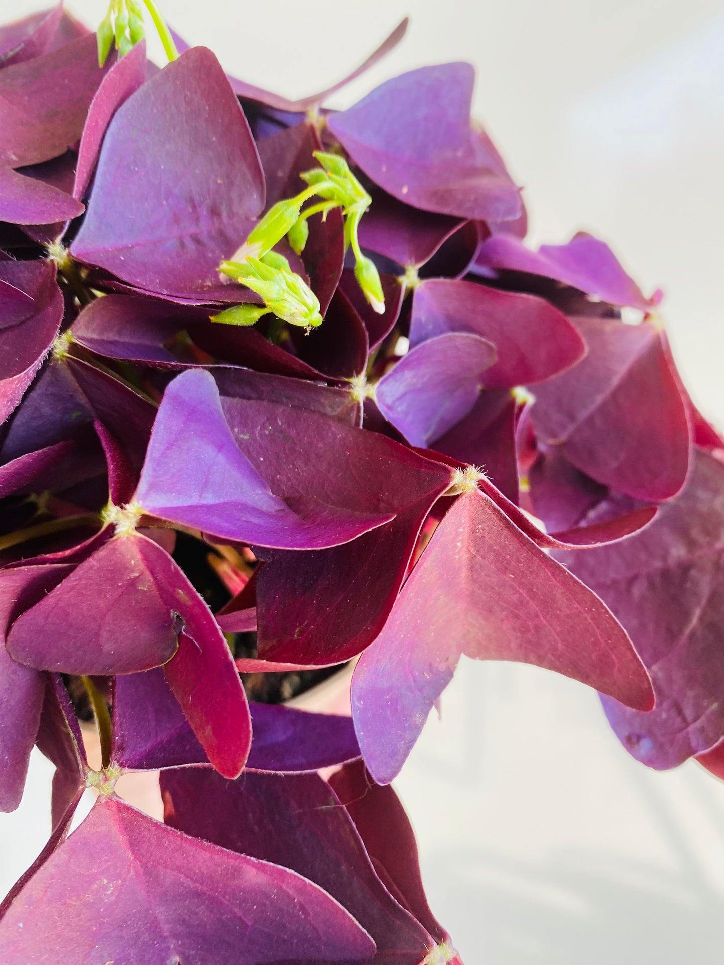 Oxalis violet