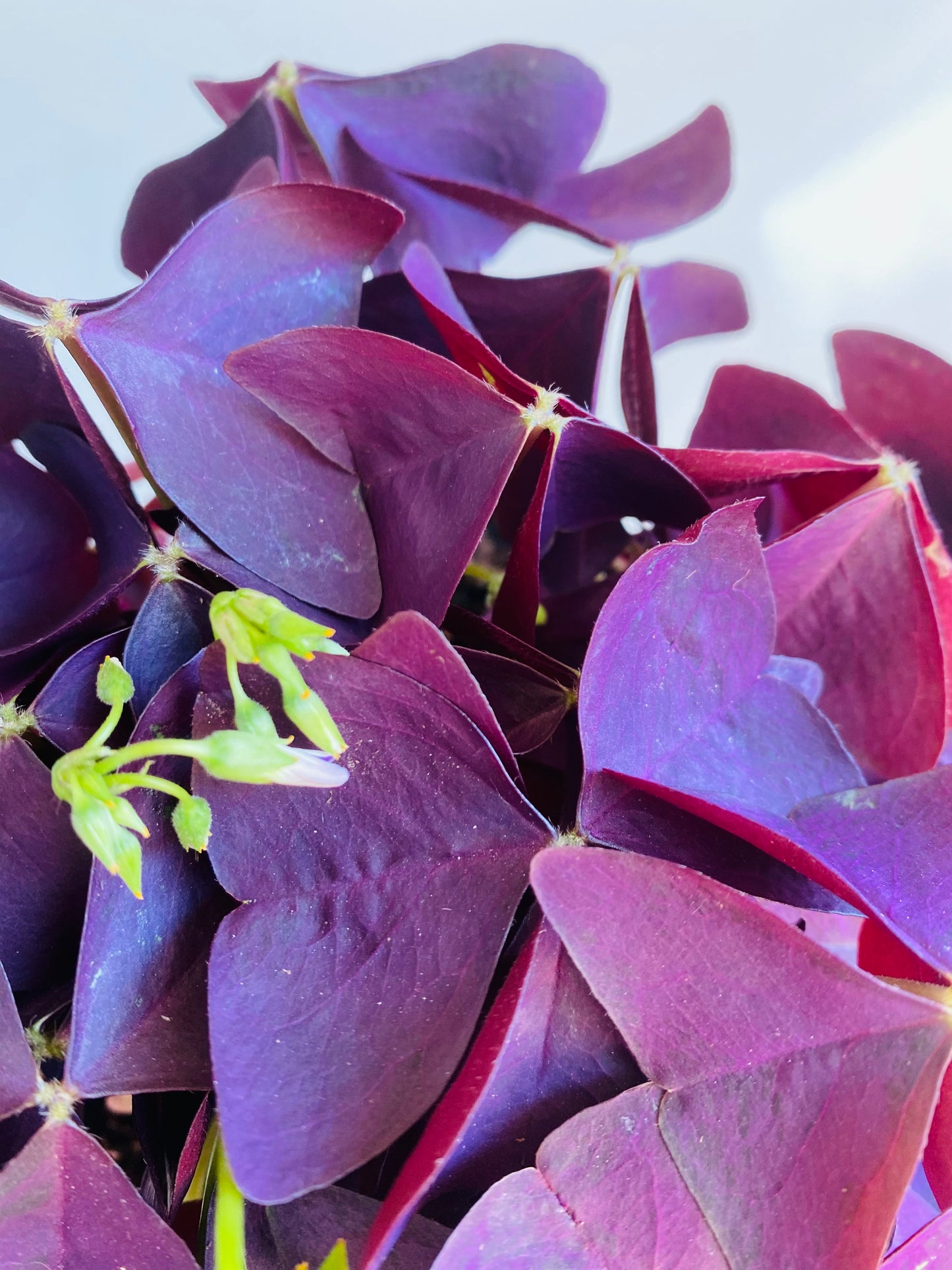 Oxalis violet