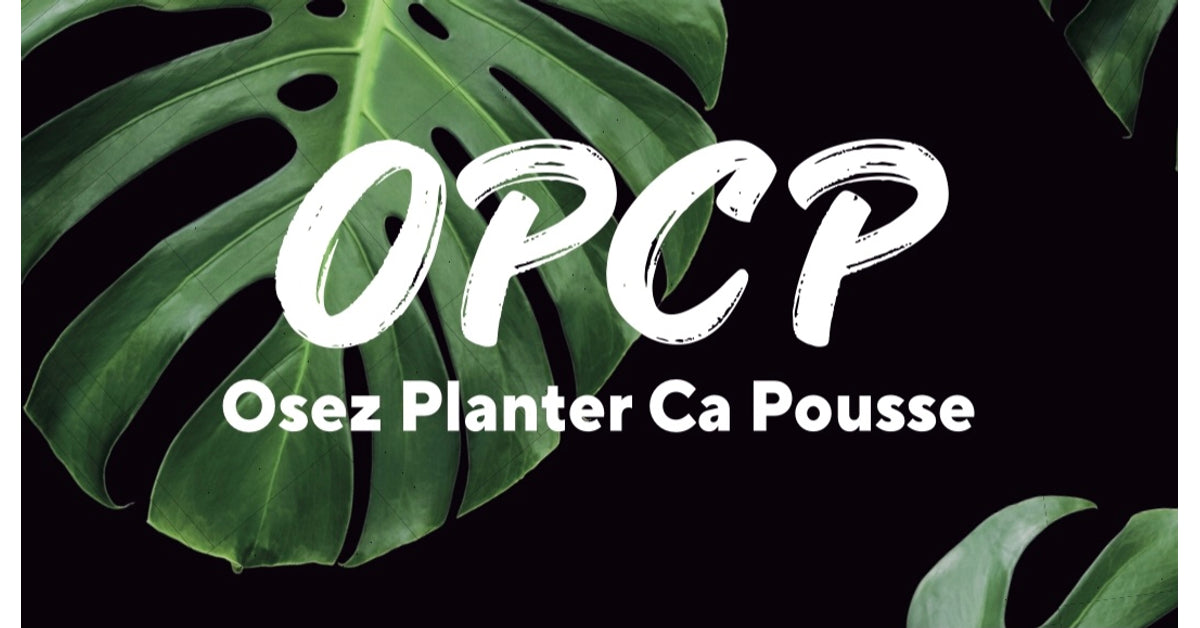 Suspension Plante Macrame – Osez Planter Ca Pousse