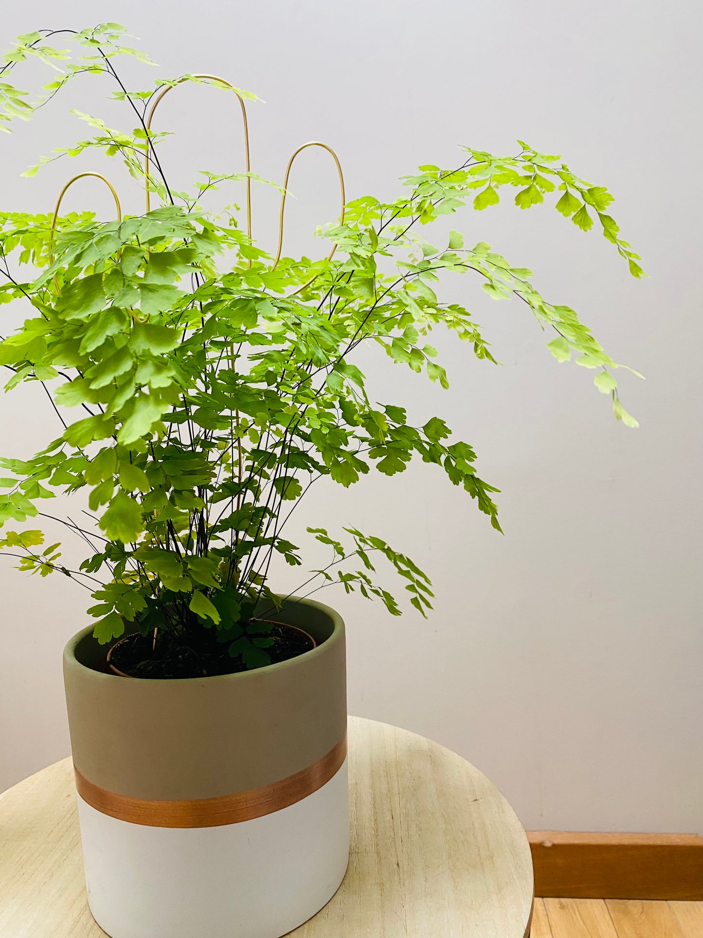 Tuteur Cactus Design Minimalisme