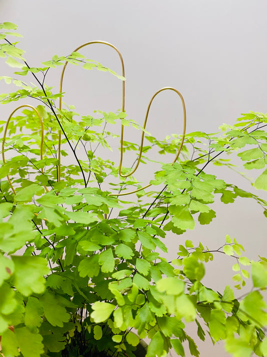 Tuteur Cactus Design Minimalisme