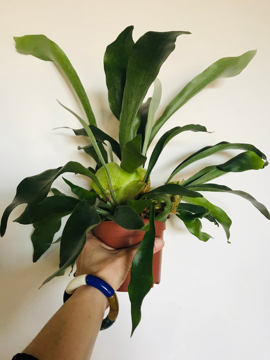 Platycerium alcicorne Fougère Corne de Cerf ou d'Elan