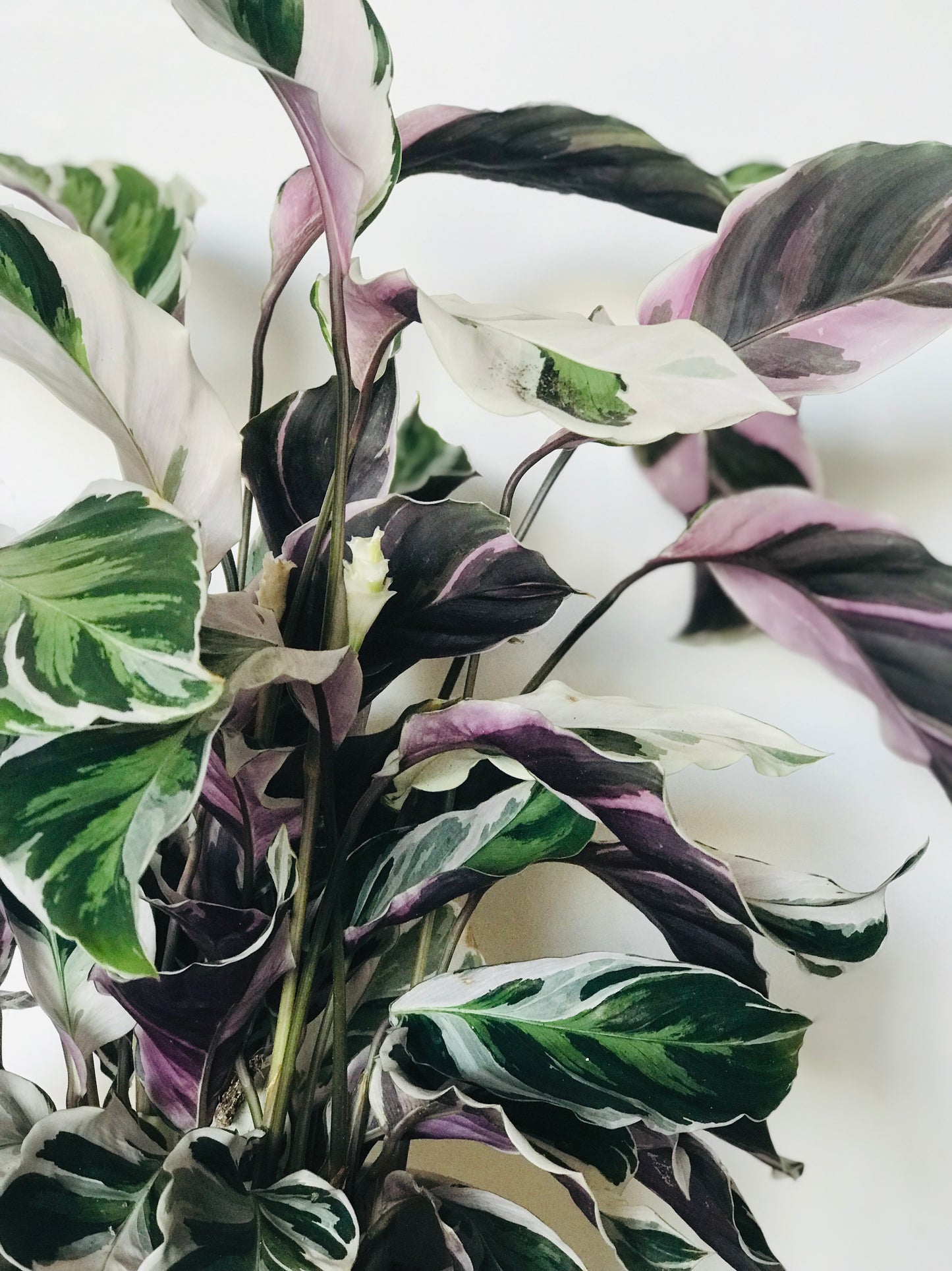 Calathea White Fusion 35cm