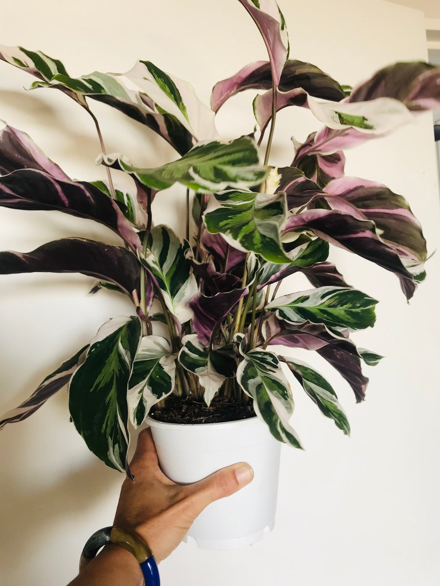 Calathea White Fusion 35cm