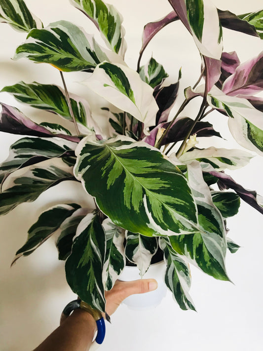 Calathea White Fusion 35cm