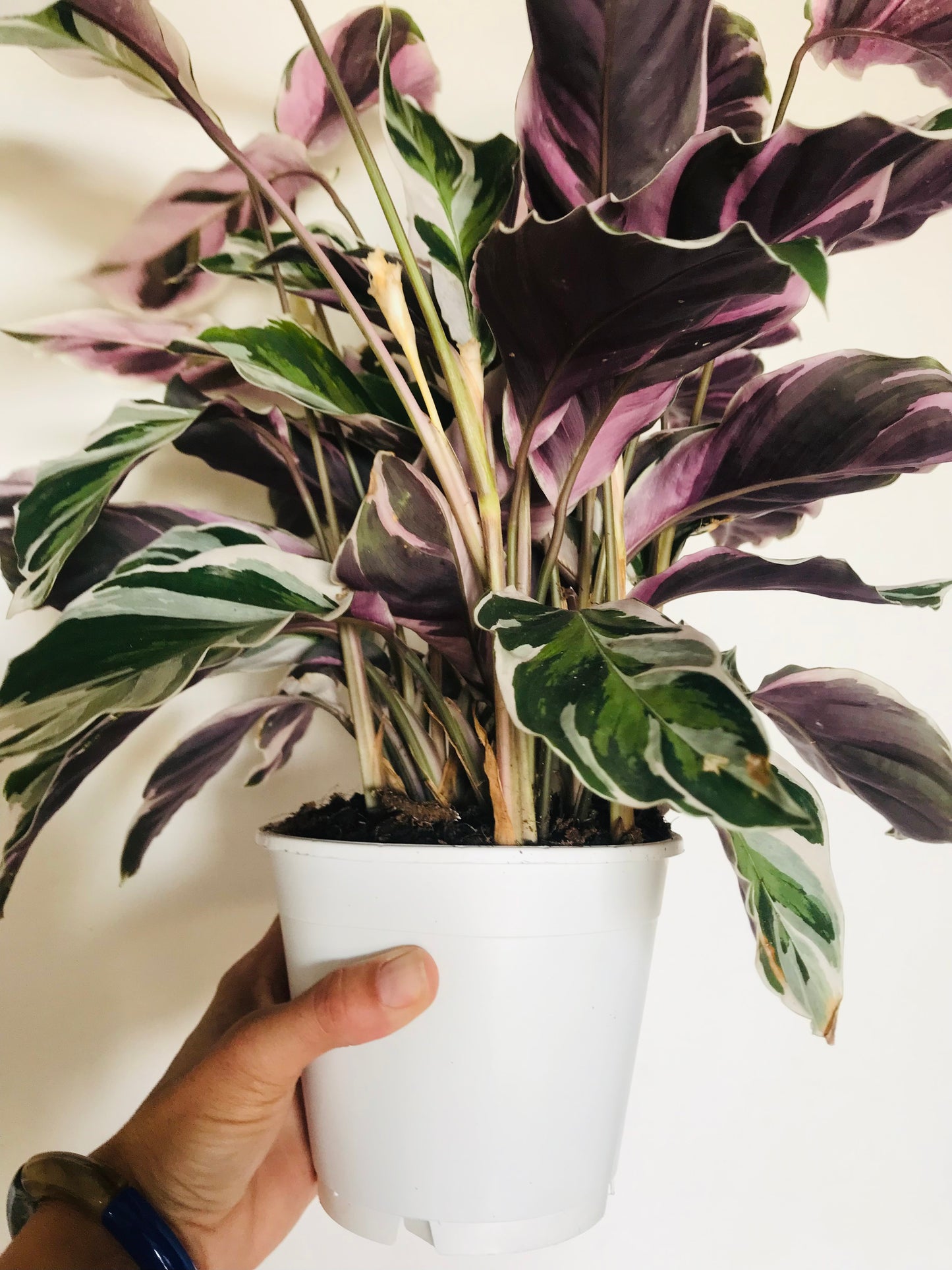 Calathea White Fusion 35cm
